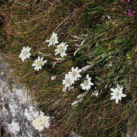 Stockinger Appartement *